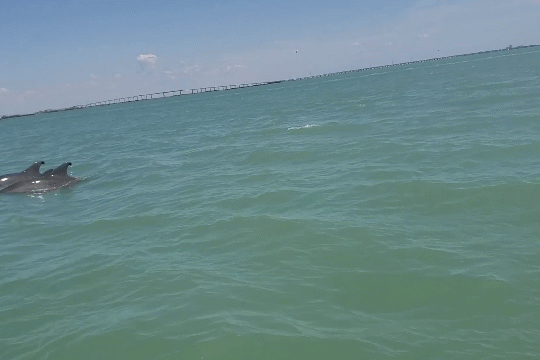 a group of people swimming in a body of water