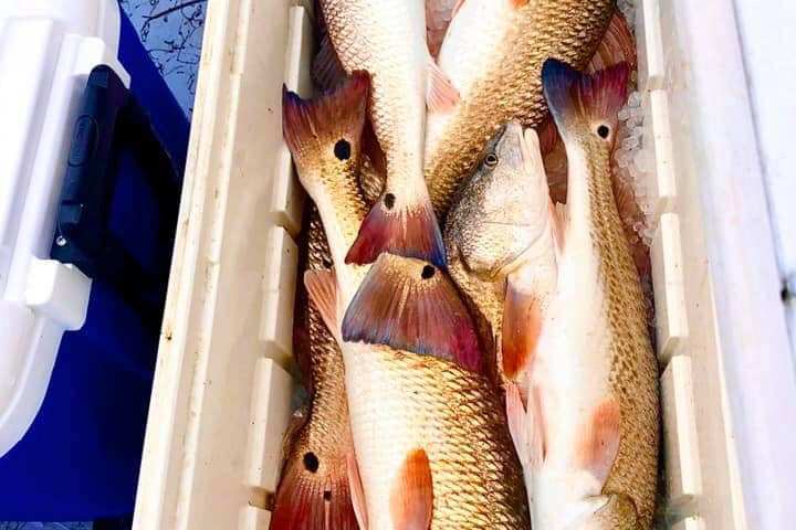 a close up of a fish