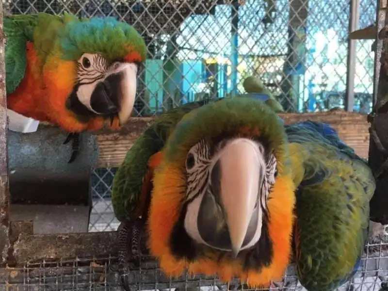 a parrot sitting on top of a cage