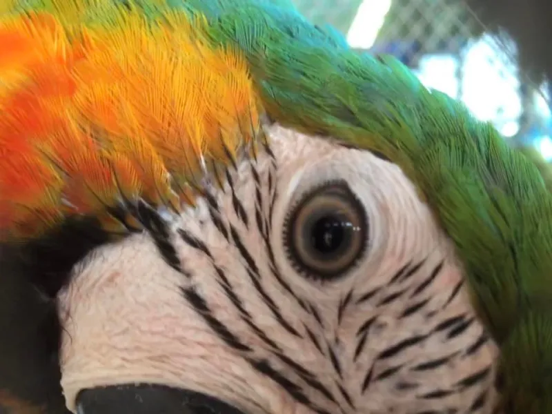 a close up of a bird